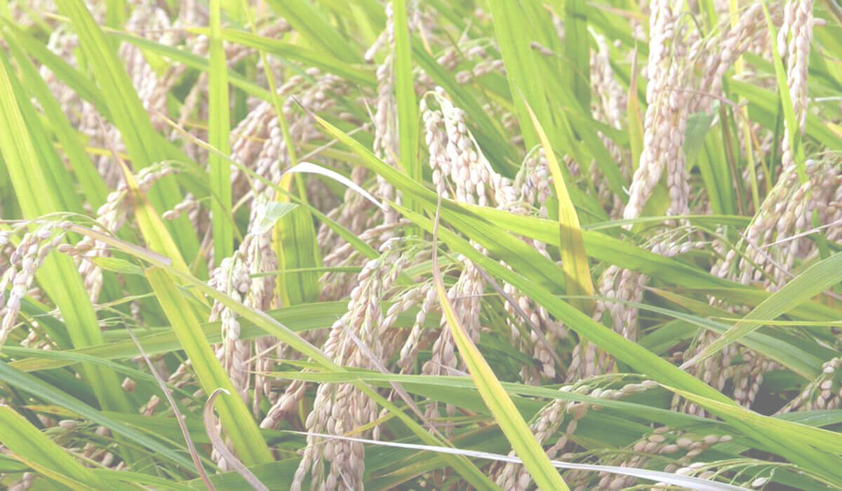 Asahimaru Rice Oyamanishiki | SAKEMARU - Artisan Sake Boutique